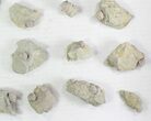 Wholesale Lot of Blastoid Fossils On Shale - Pieces #78035-2
